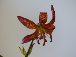 Foto: Dr. Peter Müller